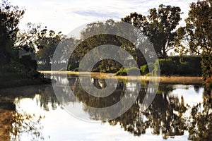 Dubbo river pelicans mist