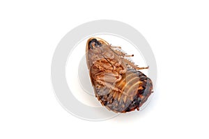 Dubia Roach