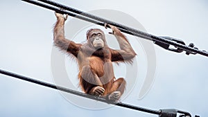 A playful Orangutan on overhead cables