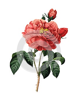 Duchess of Orleans Rose | Redoute Flower Illustrations photo