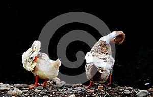 [å£] duck