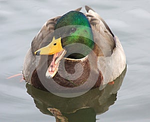 Duck