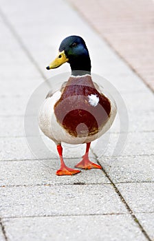 Duck photo