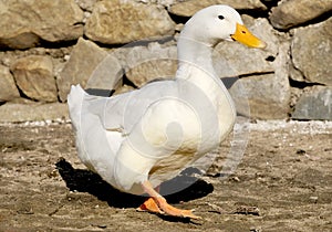 Duck