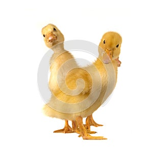 Duck