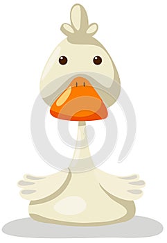 Duck