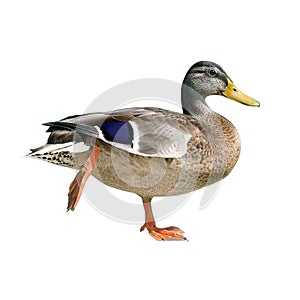 Duck