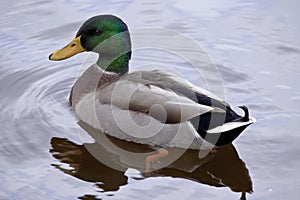 Duck