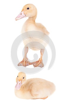 Duck