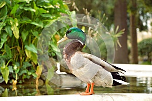 Duck