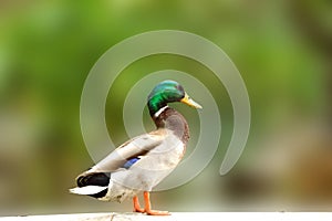 Duck