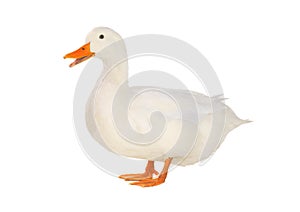 Duck