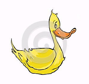 Duck