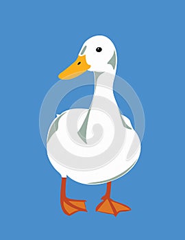 Duck