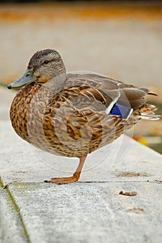 Duck