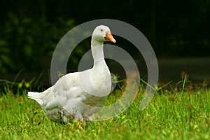 Duck