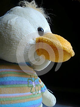 Duck photo