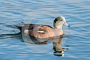 Duck - American Wigeon Water Fowl