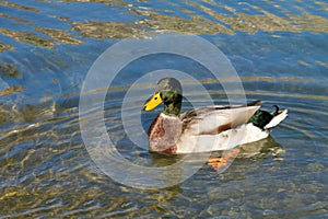 Duck ( Anas platyrhynchos)
