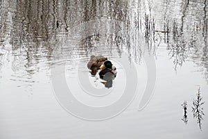 Duck Anas platyrhynchos