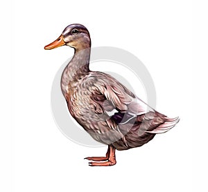 The duck Anas platyrhynchos domesticus