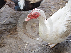 Duck Anatidae animal have body hair color mouth is flat and has a red crest