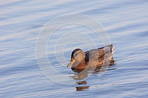 A duck (anatidae) swimming on blue colored water