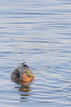 A duck (anatidae) swimming on blue colored water