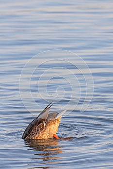 A duck (anatidae) swimming and diving into the water