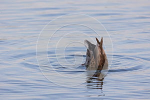 A duck (anatidae) swimming and diving into the water of a lake