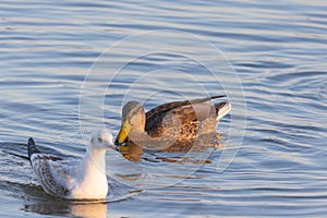 A duck (anatidae) swimming in a lake with a seagull in a blurred foreground