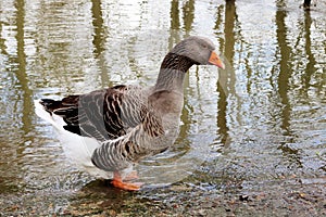 Duck angry ugly duckling in a bad mood