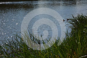 Duck animal's animal fauna floral lake water grass sunny day