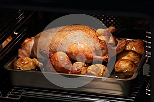 duck with apples during backing