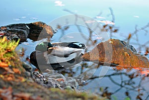 A duck in the autumn