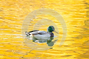 Duck in autumn pond