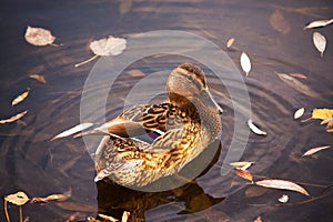 Duck in the autumn pond with fallen leaves, close