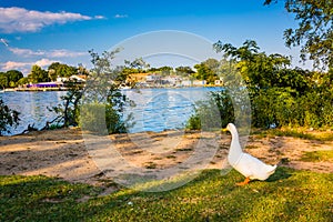 Duck and the Back River at Cox Point Park in Essex, Maryland.