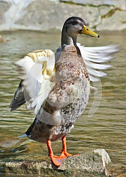 Duck on a background of stream