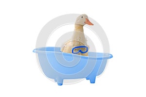 Duck bathes in bathroom