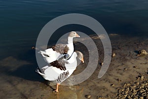 Duck beautiful Fruit Old olive Landscape Albania lake trees awesome sky reflection mountain hills tree ablero park panorama