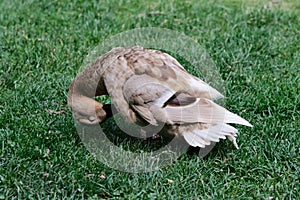 Duck bent over preening feathers