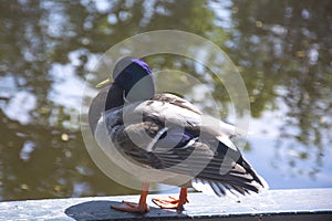 A Duck Besides a Lake in Amsterdam