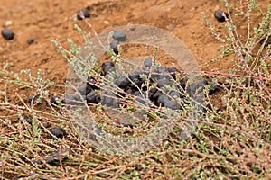 Duck-billed Platypus leaving poop, feces on grass in Tasmania, A