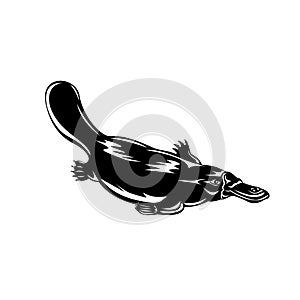 Duck-Billed Platypus Ornithorhynchus Anatinus  Swimming Down Retro Woodcut Black and White