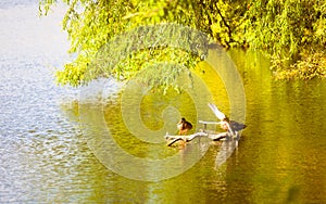 Duck bird animal on lake river. Wildlife in natural environment.