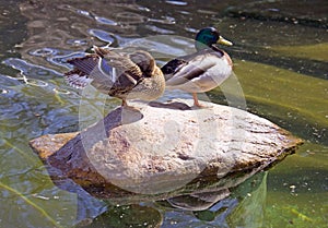 Duck bird drake vertebrate wild duck photo