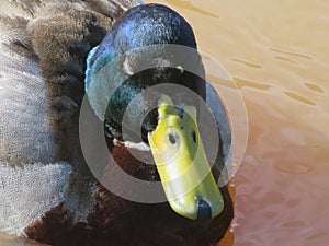 duck bird feathers beak hunting food animal flight swim