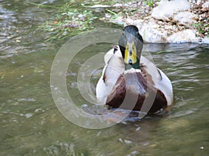 Duck bird feathers swim animal colors peak hunting photo