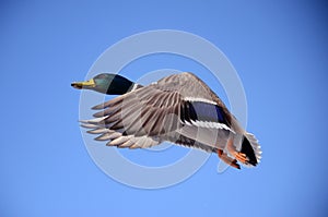 Duck Bird Flight